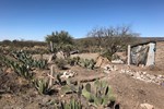 A huge variety of cacti grow abundantly in this arid part of Mexico, and both the fruit and the cladodes of the prickly pear variety are eaten.