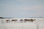 Reindeer are an integral part of the Skolt Saami way of life and reindeer husbandry remains the main source of employment for the community. However, in addition to providing a source of both food and income, reindeer can also be a source of entertainment, as seen here at the annual reindeer races held around Easter on the frozen waters of Lake Inari.