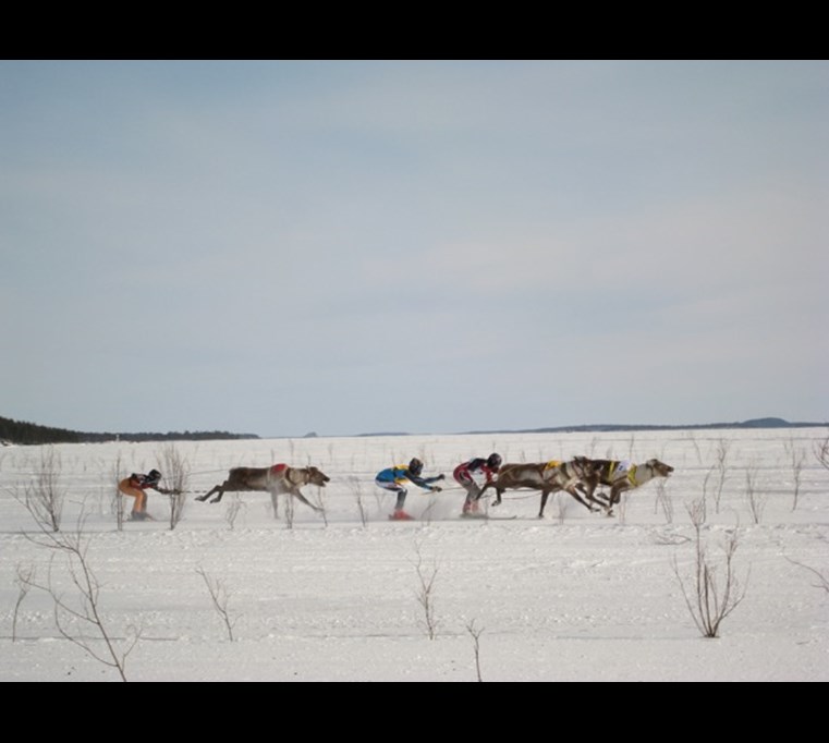 Reindeer racing