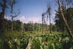 The staple crop of the Mian people is taro (C.esculenta), supplemented with sweet potato and cassava, all grown in local gardens, for which the forest is cleared (but rarely burnt).