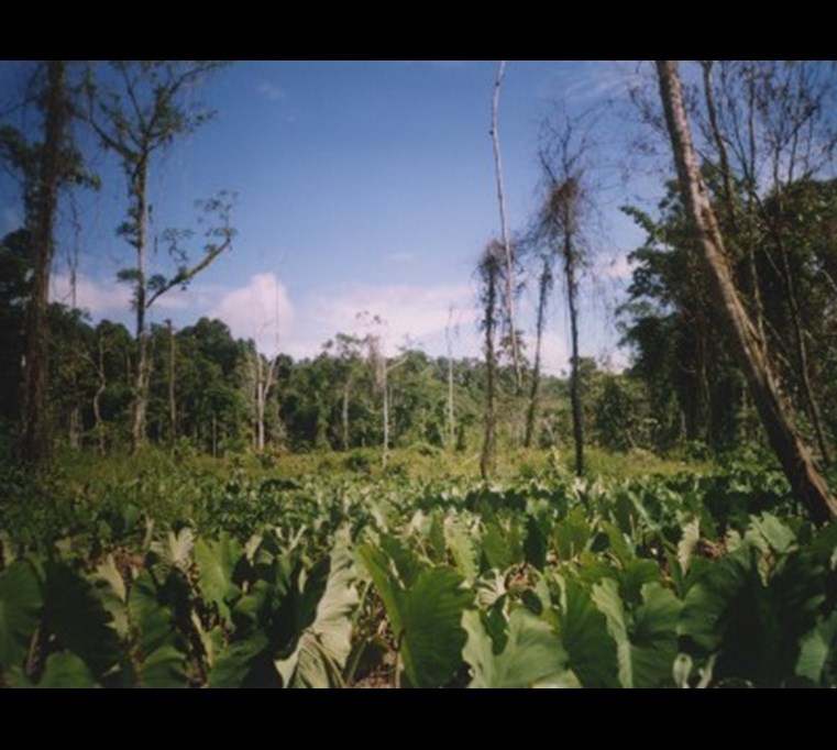 A taro garden