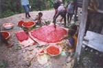 Documenting the preparation of Mianmin “pizza”, a taro dough covered with pandanus sauce made from the fruits of a palm-like tree (P. conoideus)
