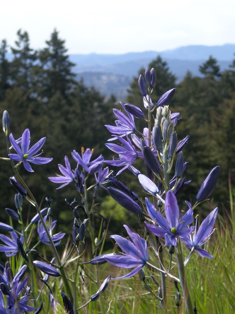 Blue Camas flowers
