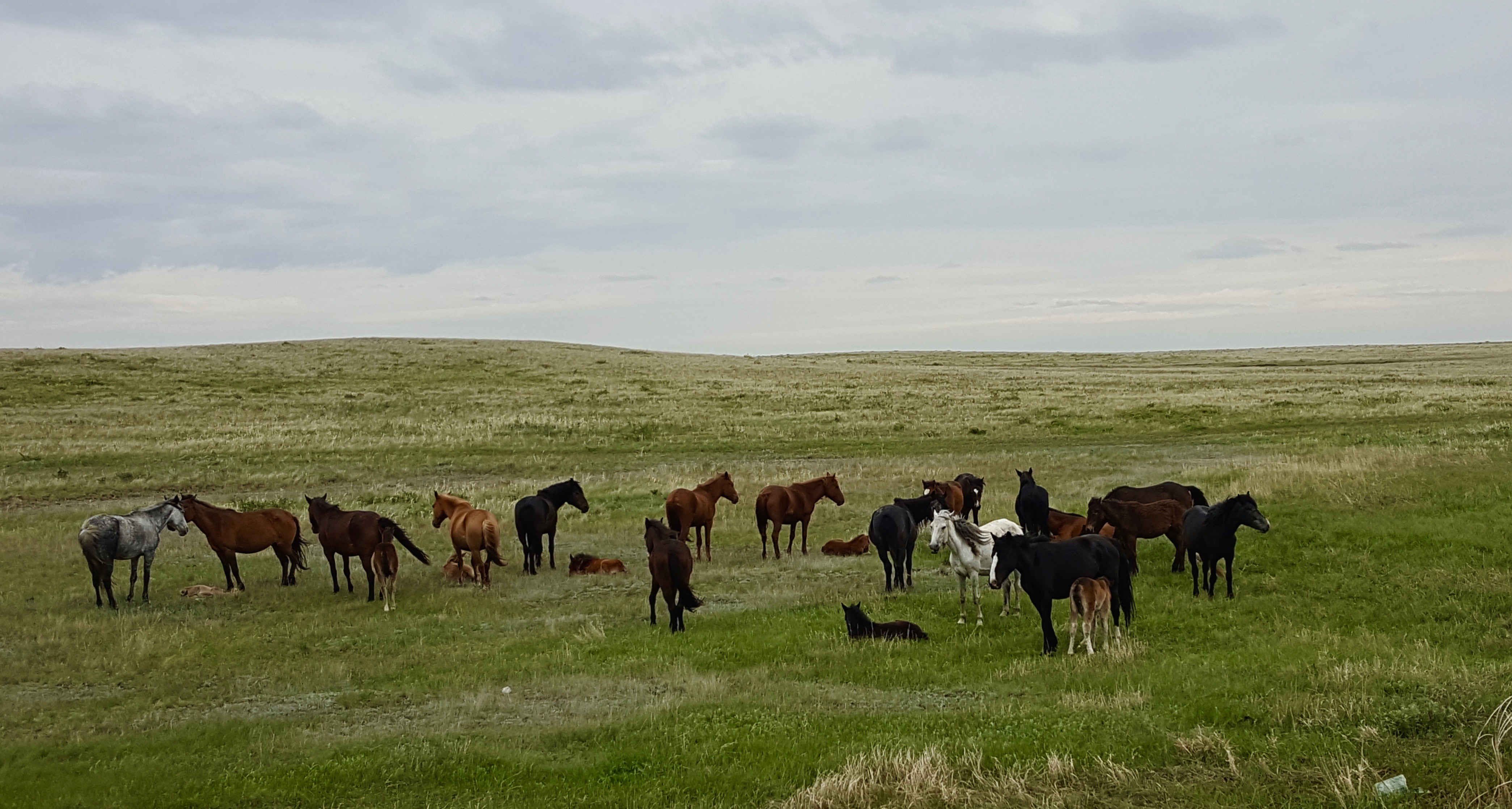 Morpho-syntax of mutual intelligibility in the Turkic languages of Central Asia