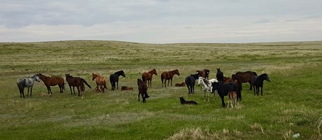 Morpho-syntax of mutual intelligibility in the Turkic languages of Central Asia