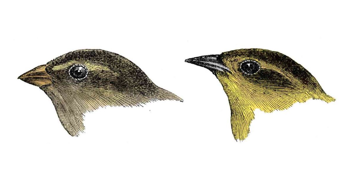 Analogical growth of grammatical systems