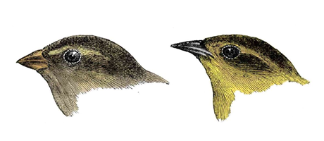 Analogical growth of grammatical systems