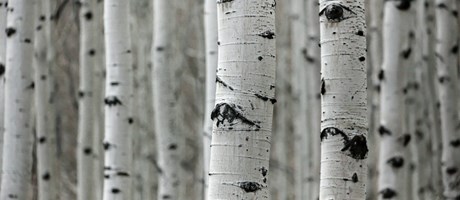 Seeing both the forest and the trees