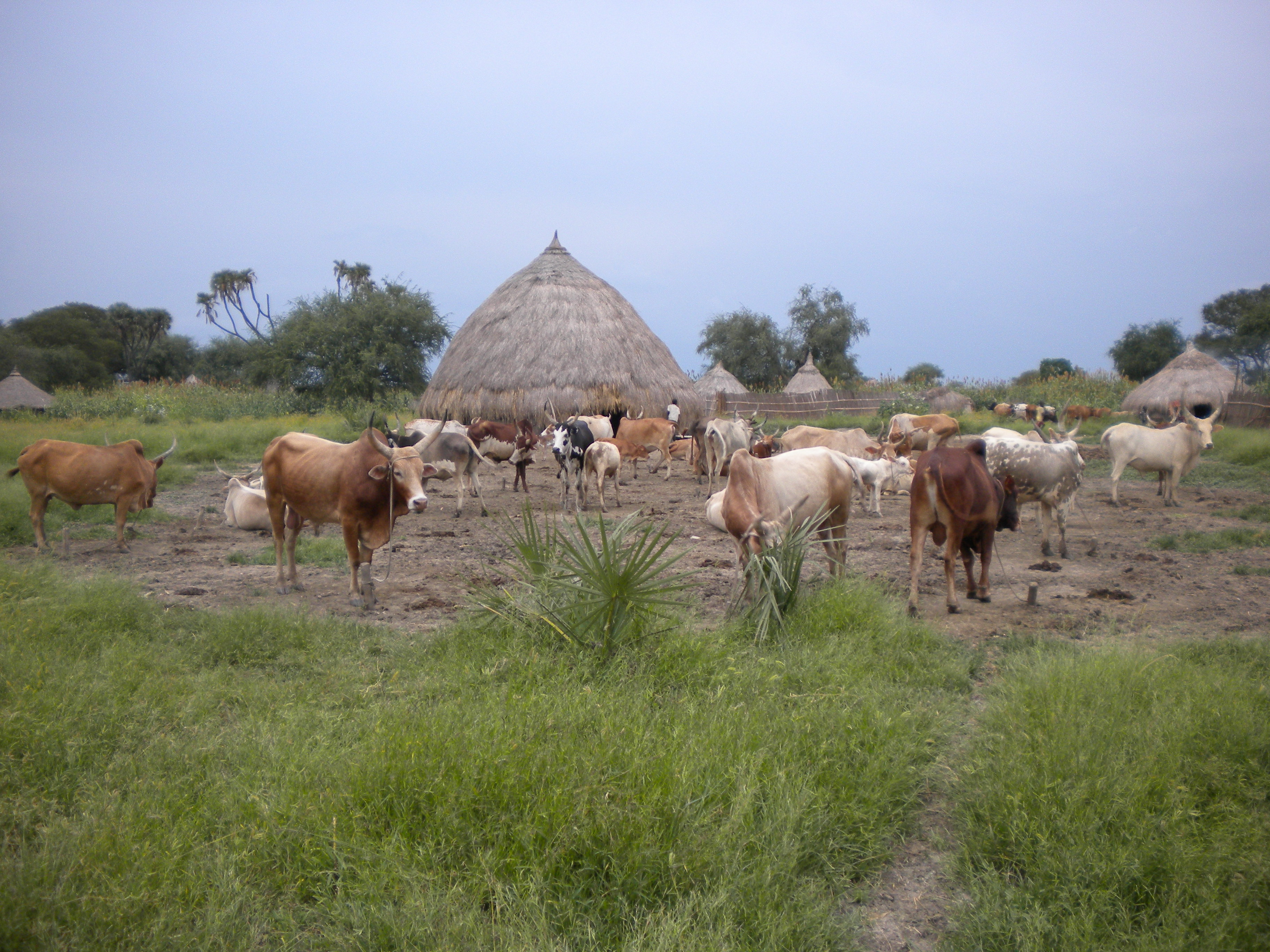 Morphological complexity in Nuer