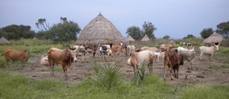 Morphological complexity in Nuer